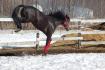 Mon cheval Charly!