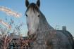 Daisey notre percheronne