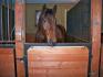 Stanley dans son box