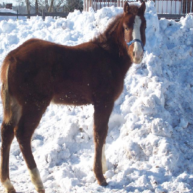 craker dee 5 mois (il aime la neige)