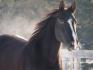 Le cheval de ma meilleur amie Black affaire avec...