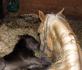 Un moment de tendresse entre Kitty et son poulain