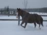 Nikita aujourd'hui dans la neige!! Il fesait...