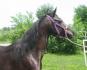 Ma jument arabe, Lacey