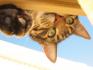 Mon chat cascadeur