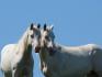 1- Blue-Sky  2- Mia   Wow en le fil ressemble...