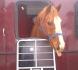 Buddy dans le traileur