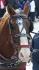 tire de chevaux Maniwaki  le 1 fevrier 09