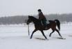 Au trot, en suspension, sur des barres au sol...