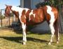 voici une belle photo dun cheval une jumen qui se nomme jazy