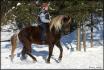 Mon beau Nirvana tout bien rassembler au trot ...
