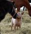 l`amour d`un poney et d`un chien cette ponette et...