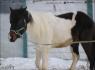 Whisky, du ranch Bonanza, pendant qu'il se fait longer, Vendredi