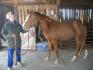 James Dean poulain swedish warmblood rescap&eacute;...