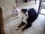 Mes chiens :)
