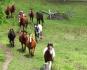 Le matin quand ont appellent nos chevaux