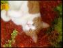 Voici Flocon, ma plus vieille chatte que j'ai...