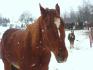 Wow belle photo de Redbull dans la neige mais ya...