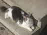 mon chat quand il est dehors ^^