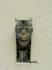 Paprika, mon chat (L)