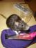 Georgette, ma petite ratone, morte depuis cette photo ... :'(