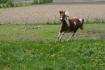 Lolita a la course !