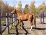 Jordan, mon premier cheval QH