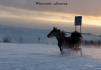 un cheval qui fait le ptit fou &agrave; l'&eacute;curie gauvin