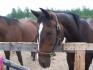 Samir, un standardbred pour les randonn&eacute;es