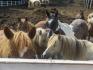 Les poney au champs :P