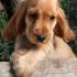 Voici notre nouvelle chienne Frisa!