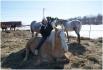 Moi sur la grosse Lay's une de nos chevaux de locations