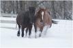 Mes chevaux Phenix (mon gros canadien!) et Misty (ma tit jument...
