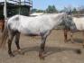 blancket gris avec spot d'appaloosa! lol ;) ...