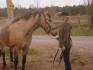 La plus noble conquête du cheval, c'est la femme. Je taime Duke