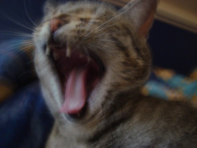 Ooooh! C'est dur la vie de chat ..