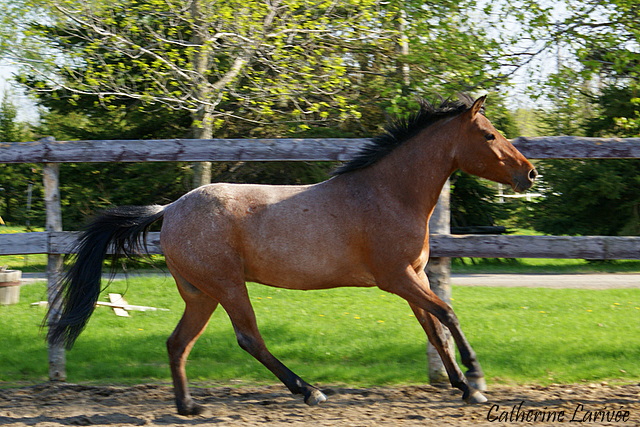 Poney. Dude le poney de ma vie!