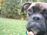 Mon ancien chien Maya !
