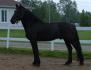 Voici Quanah le nouveau cheval de mon chum. Il voulait faire de...