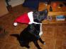 Mon loulou en pere noel