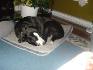 sa ses jack le chien de mon ami :P