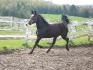 Excite the Nite cheval Standardbred