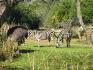 2 zèbres au zoo de Walt Disney!