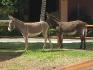 2 beaux ptits ânes dans une hôtel au Mexique