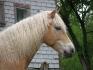 Ardo CAF Haflinger de mon grand-pere!! Il aime...