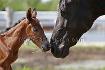 Willington et sa maman Lady... Moi je la trouve belle la photo :)