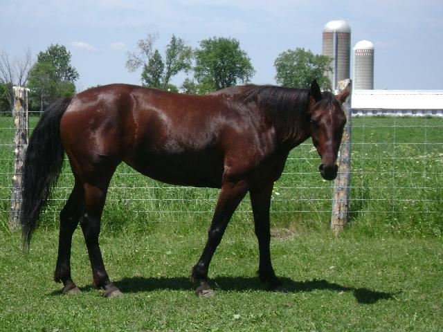 Bai. mon cheval de course Lucky Beauty AL