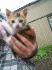 Un des deux nouveaux chatons de l'écurie =)