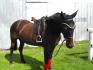 Mon cheval avant la seance d'aujourd'hui!
