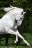 Quixote etalon lusitanien de 12 ans!! wooowwwwww